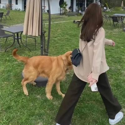 龙之舞